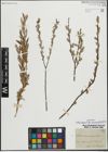 Foto von Salix repens subsp. rosmarinifolia (L.) Andersson